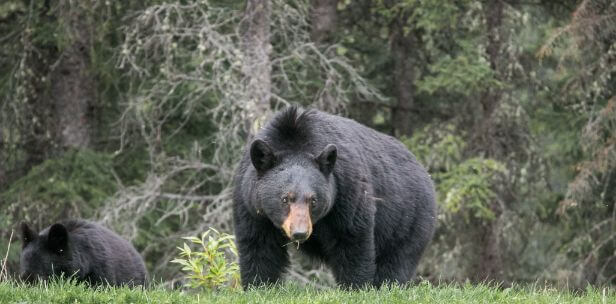 Does Bear Spray Really Work On Black Bears? (Explained)