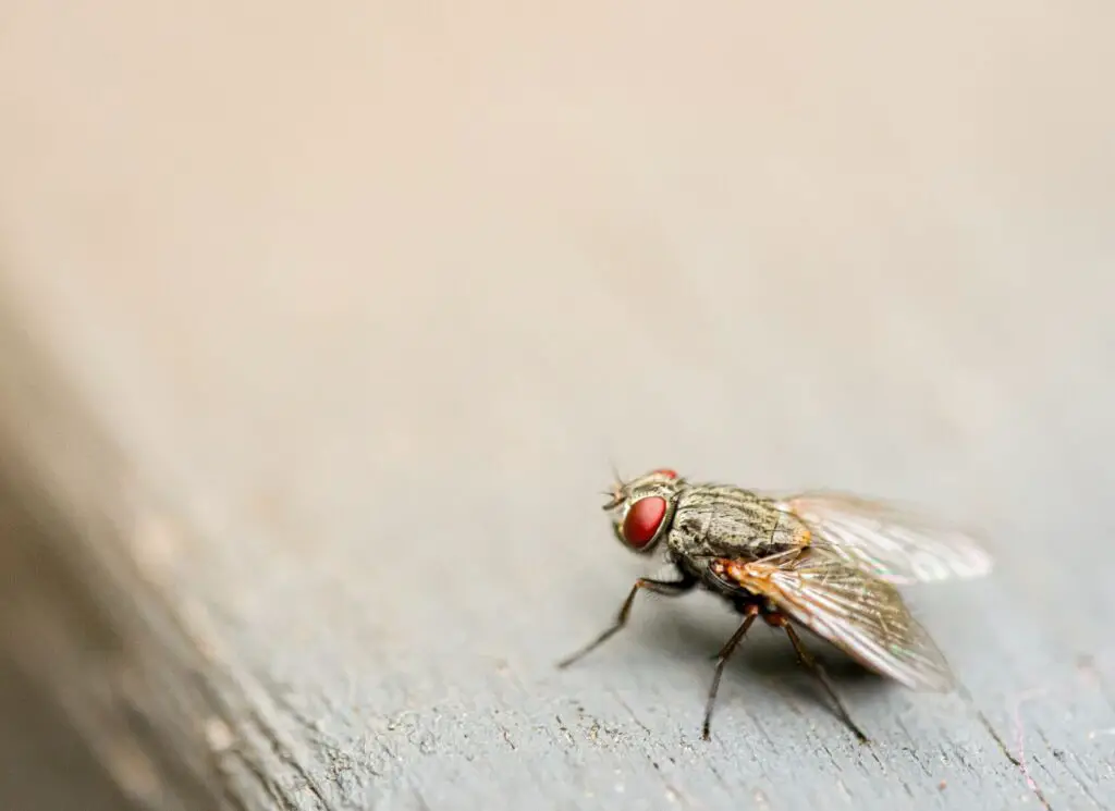 why-are-there-so-many-flies-in-australia